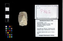 Foto (Objekt + Etikett) von Pithonoton marginatum (von Meyer, 1842)  (NHMW-GEO-2014-0194-0862)